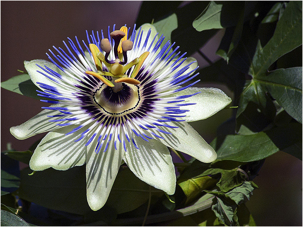 Passiebloem
