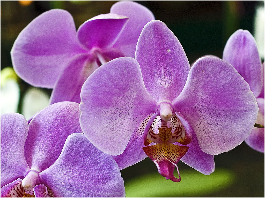 Phalaenopsis Orchidee (Orchideeën Hoeve)
