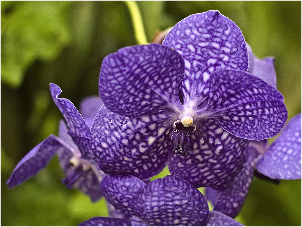 Vanda Orchidee (Orchideeën Hoeve)