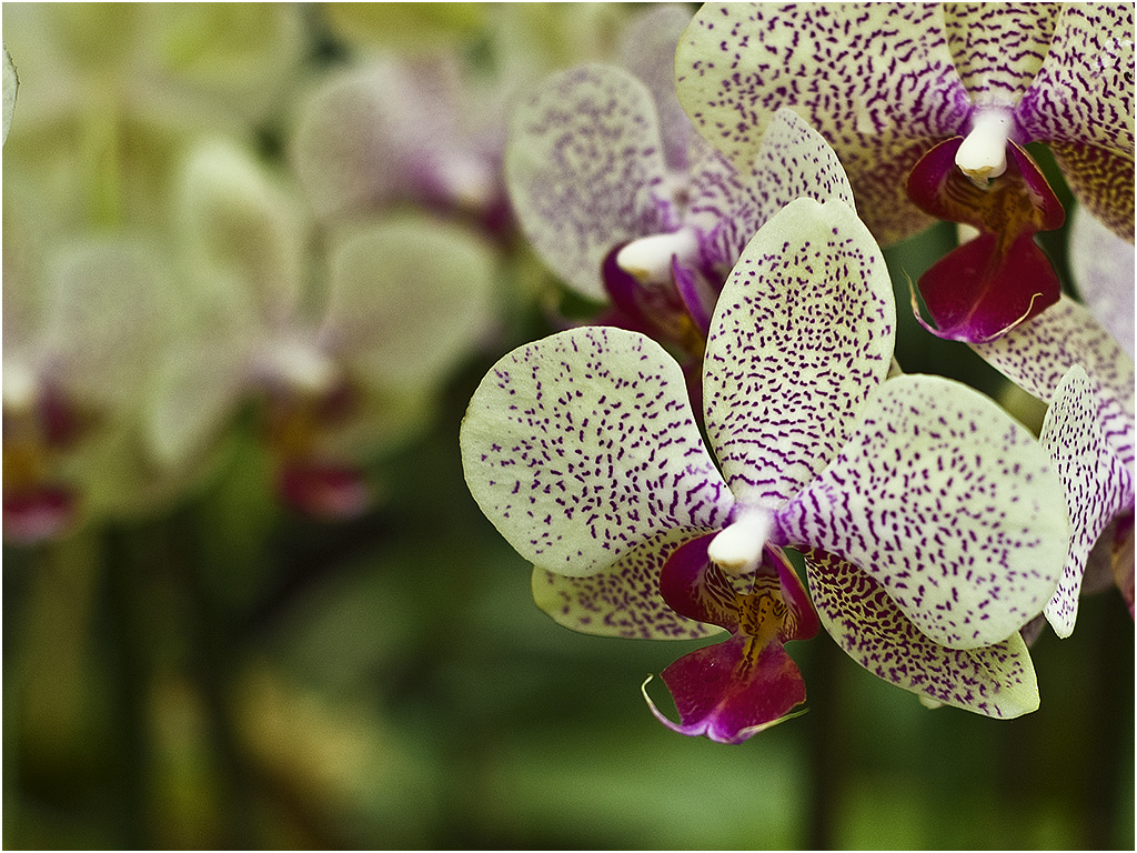 Phalaenopsis Orchidee (Orchideeën Hoeve)