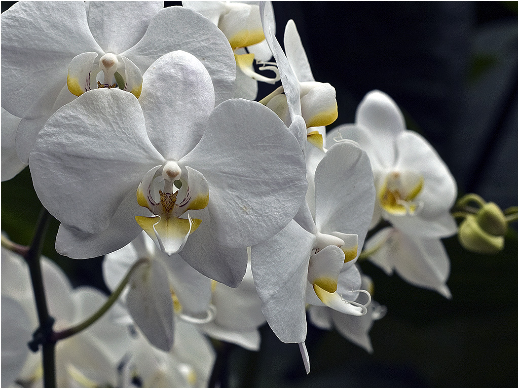Phalaenopsis Orchidee (Orchideeën Hoeve)