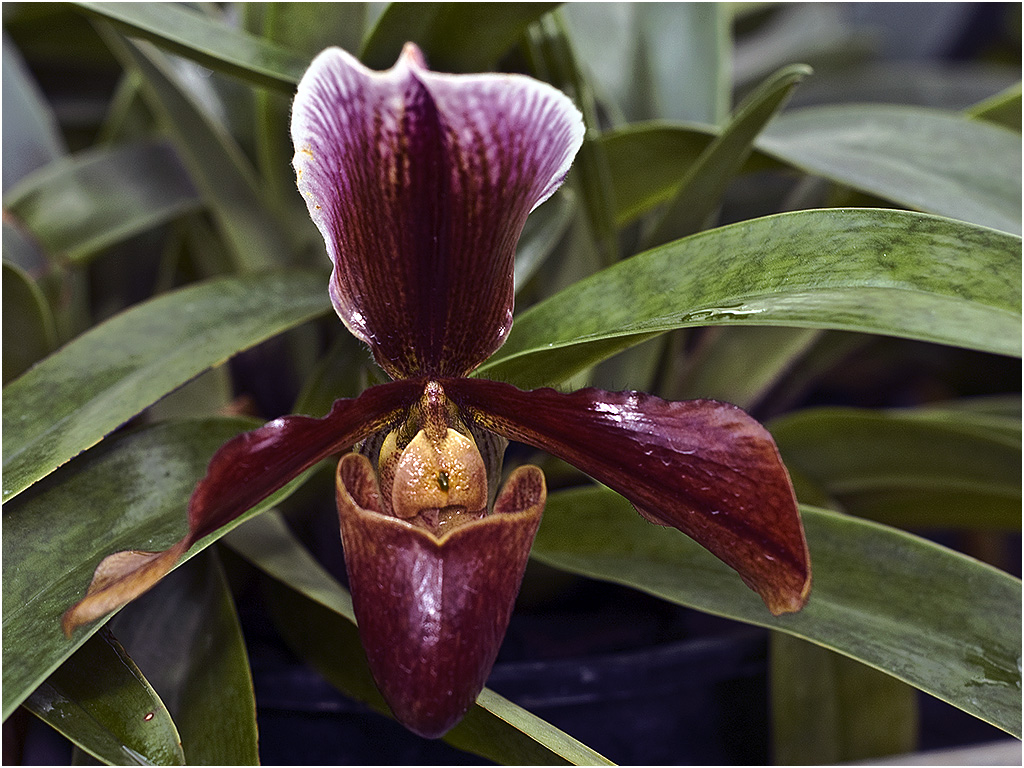 Venus Schoen Orchidee (Orchideeën Hoeve)