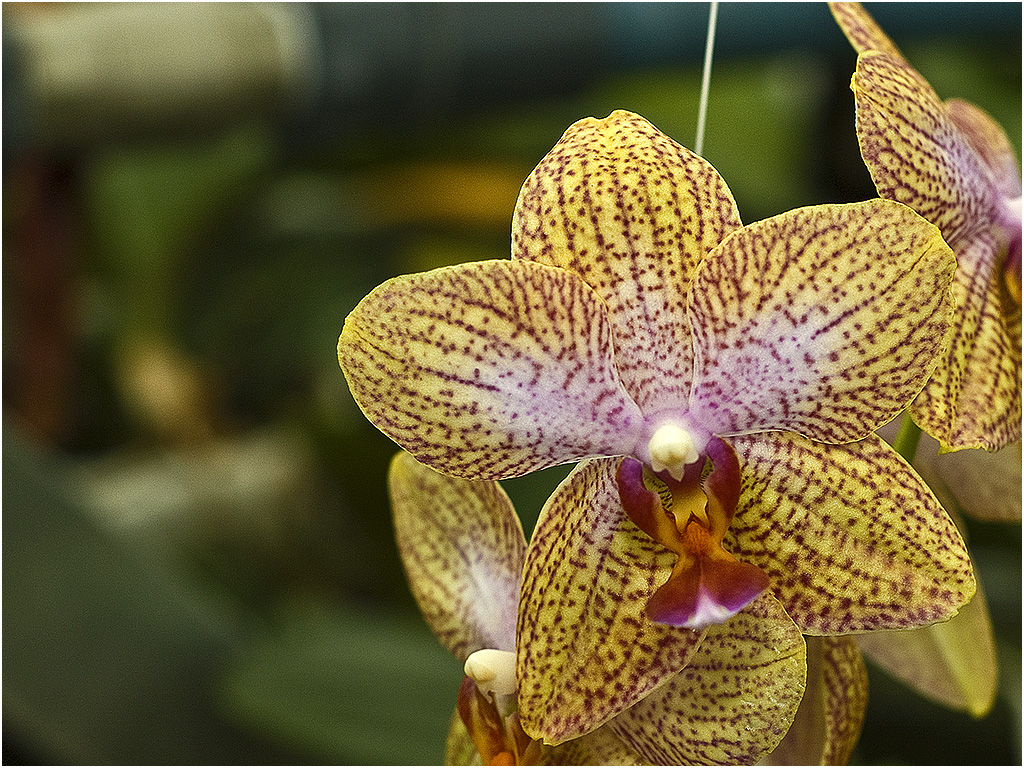 Phalaenopsis Orchidee (Orchideeën Hoeve)