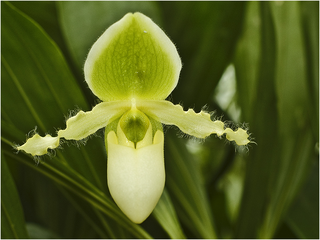 Venus Schoen Orchidee (Orchideeën Hoeve)