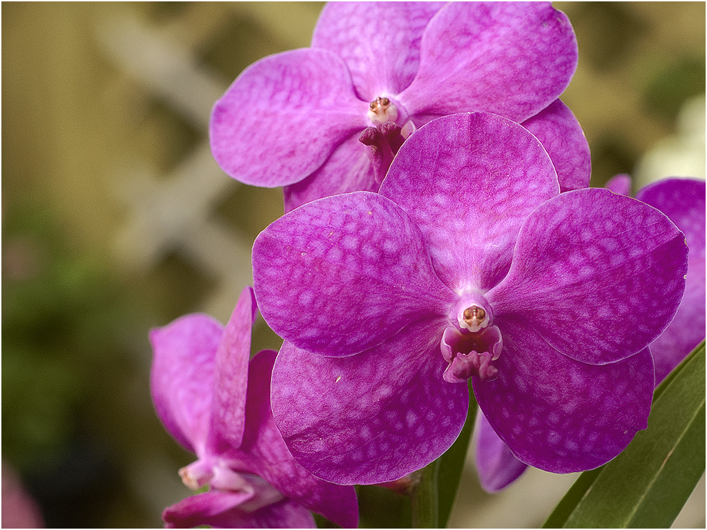 Vanda Orchidee