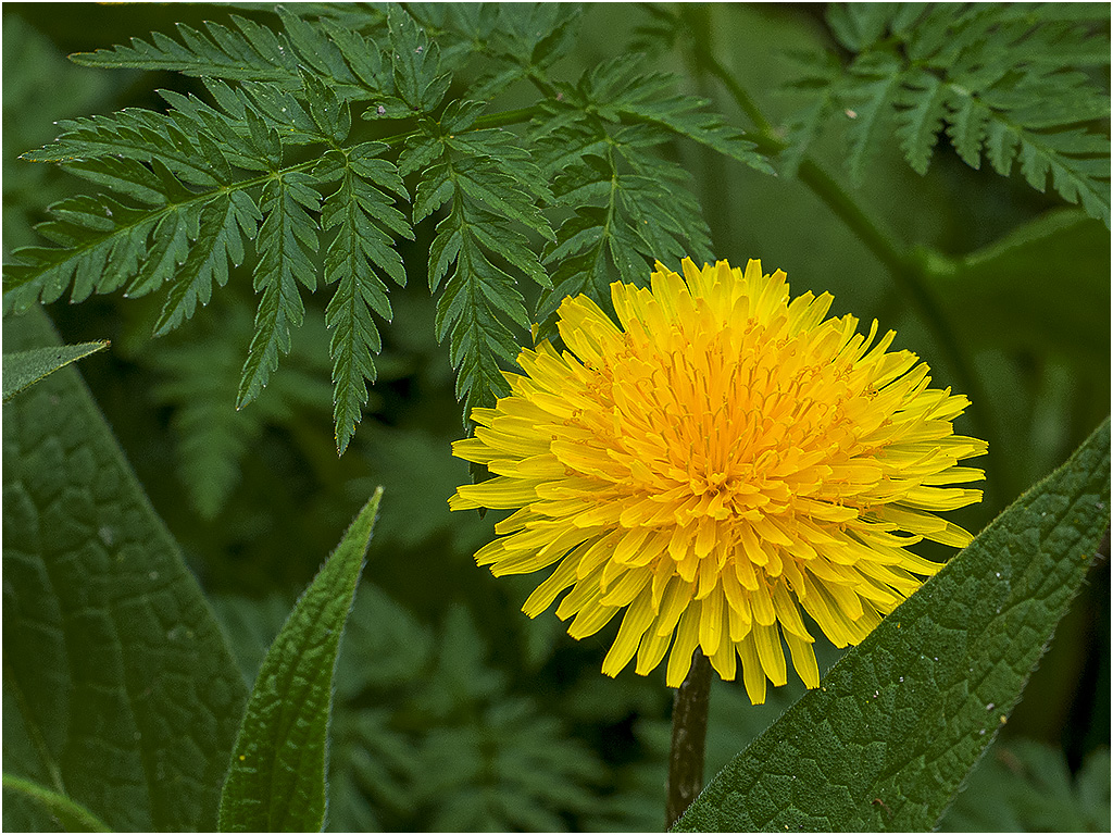 Paardebloem ( Rhoonse Grienden)