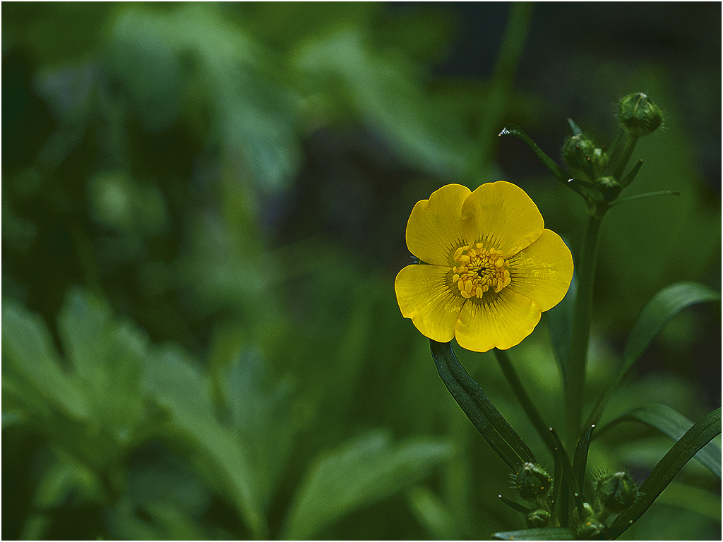 Boterbloem ( Rhoonse Grienden)