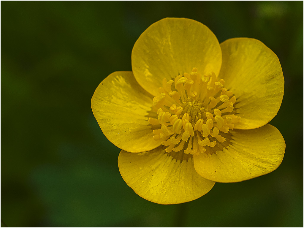 Boterbloem ( Rhoonse Grienden)