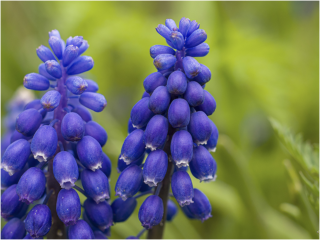 Blauwe Druifjes ( Rhoonse Grienden)