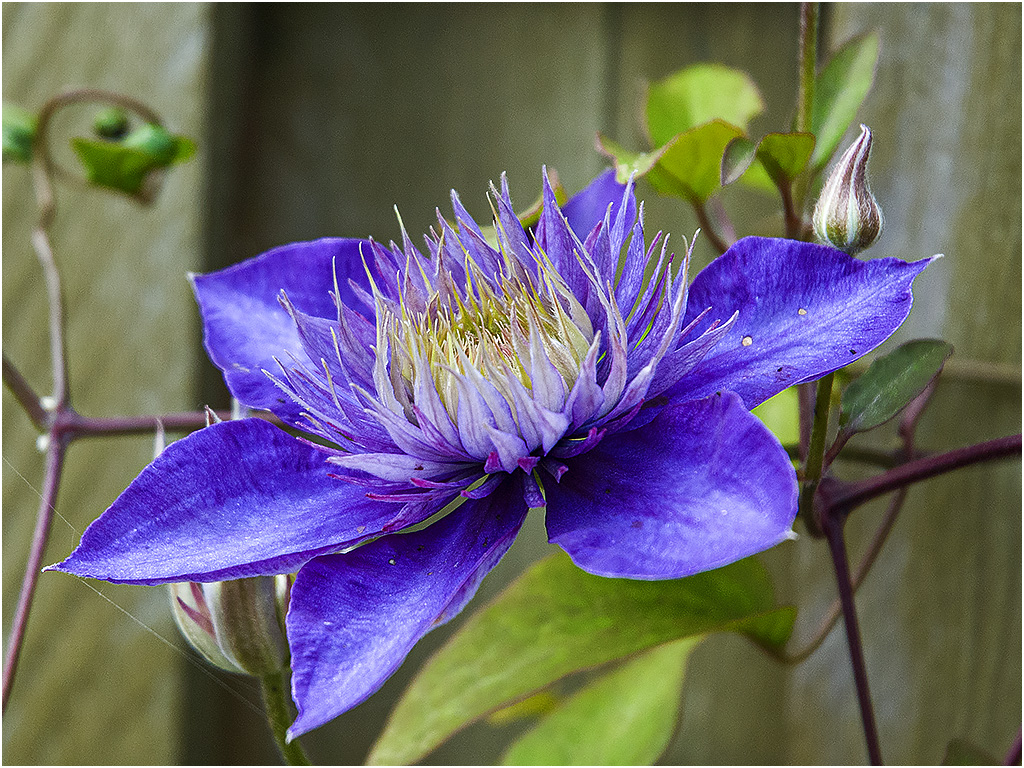 Clematis