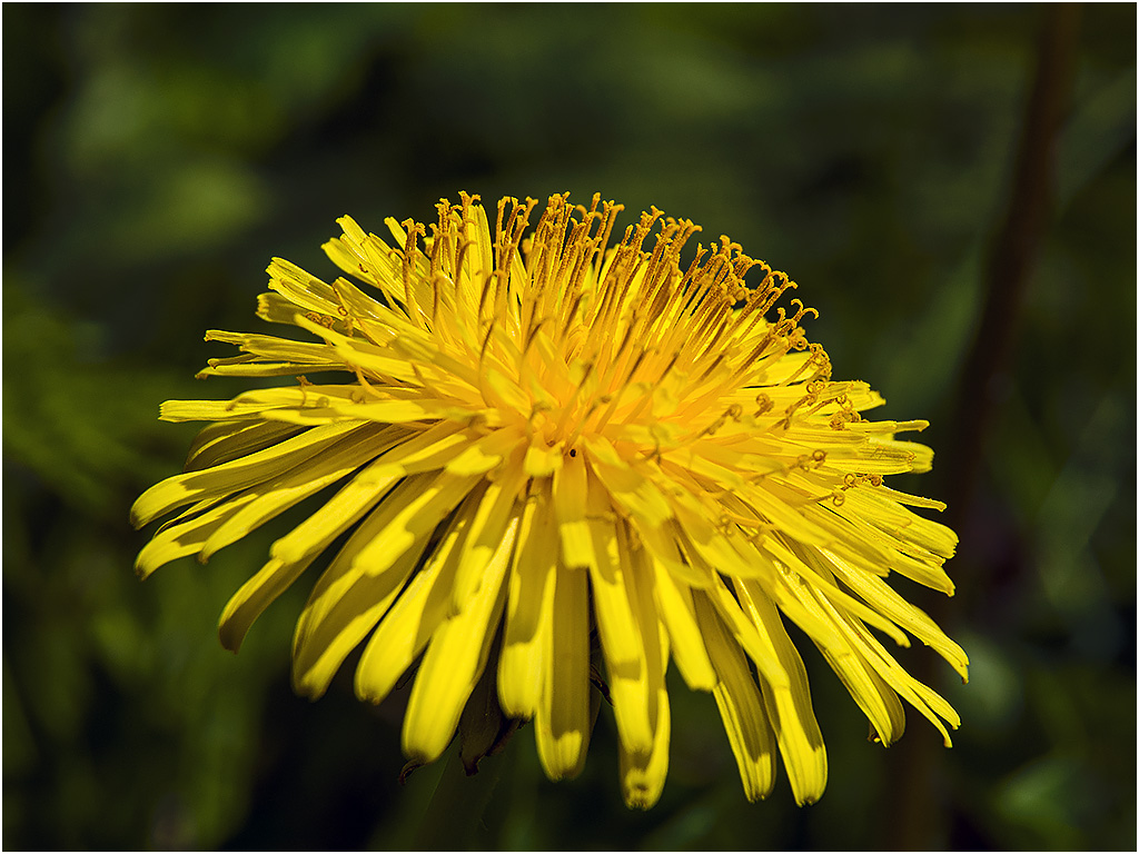 Paardebloem ( Rhoonse Grienden)