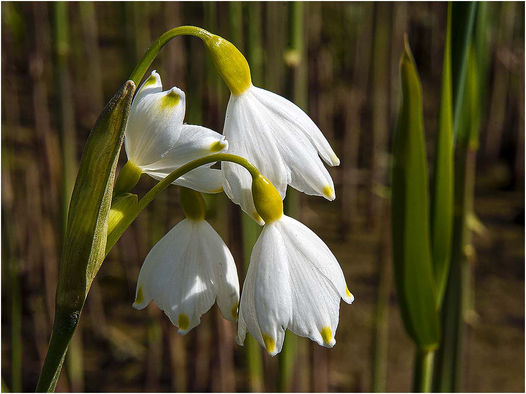 Zomerklokje ( Rhoonse Grienden)