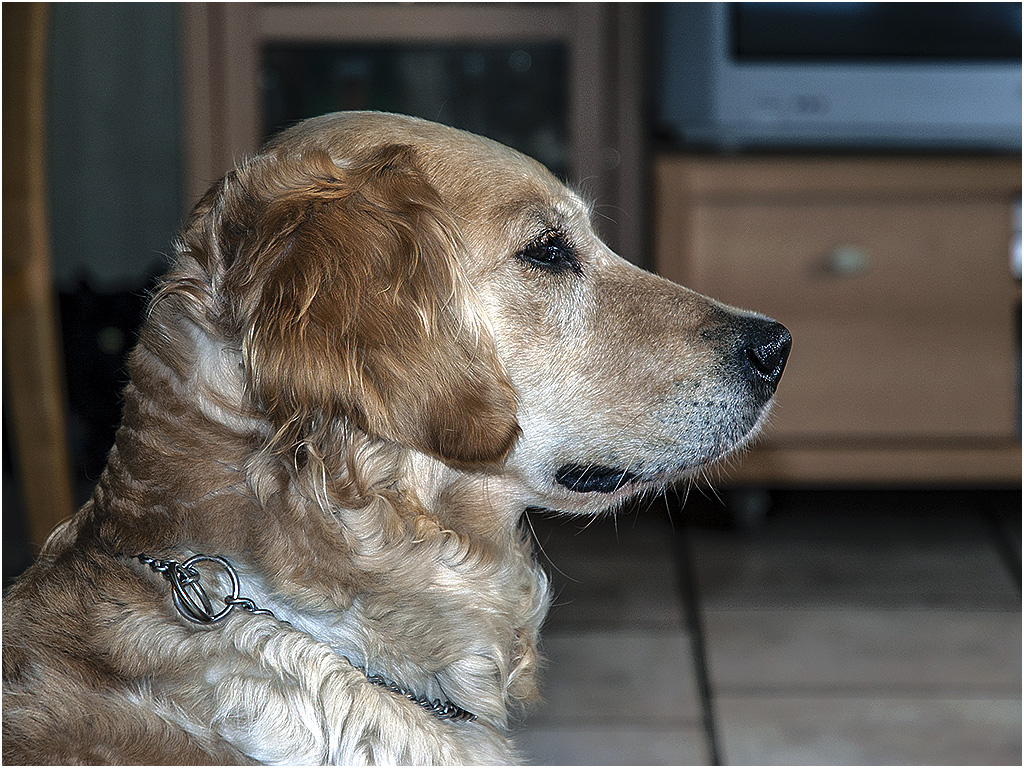 Shera, Golden Retriever