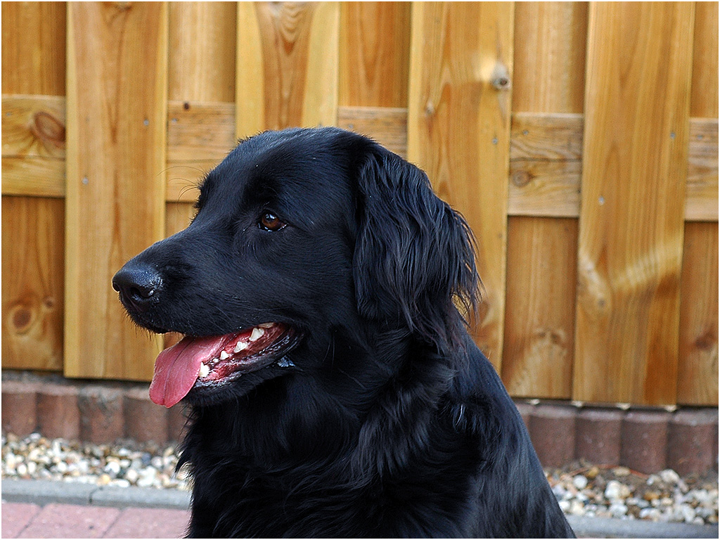 lady, Flatcoat Retriever
