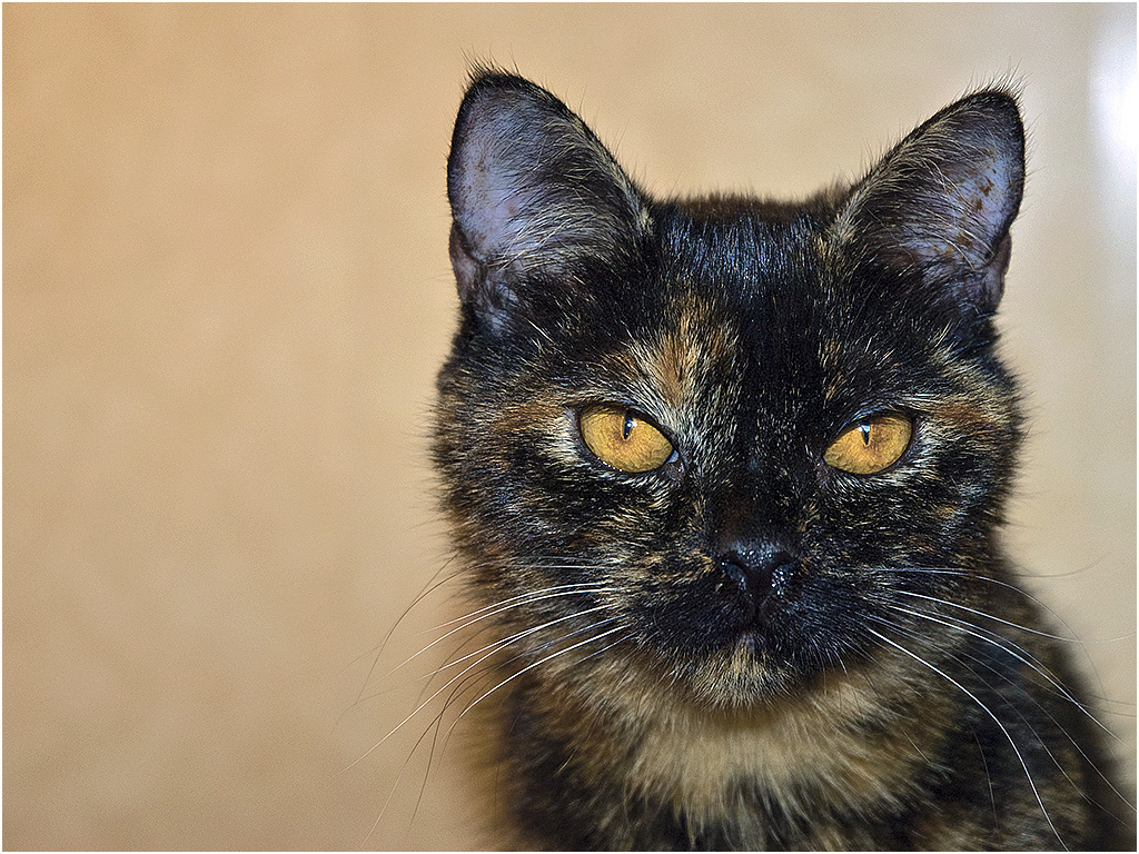 Daisy, houd niet van de Camera