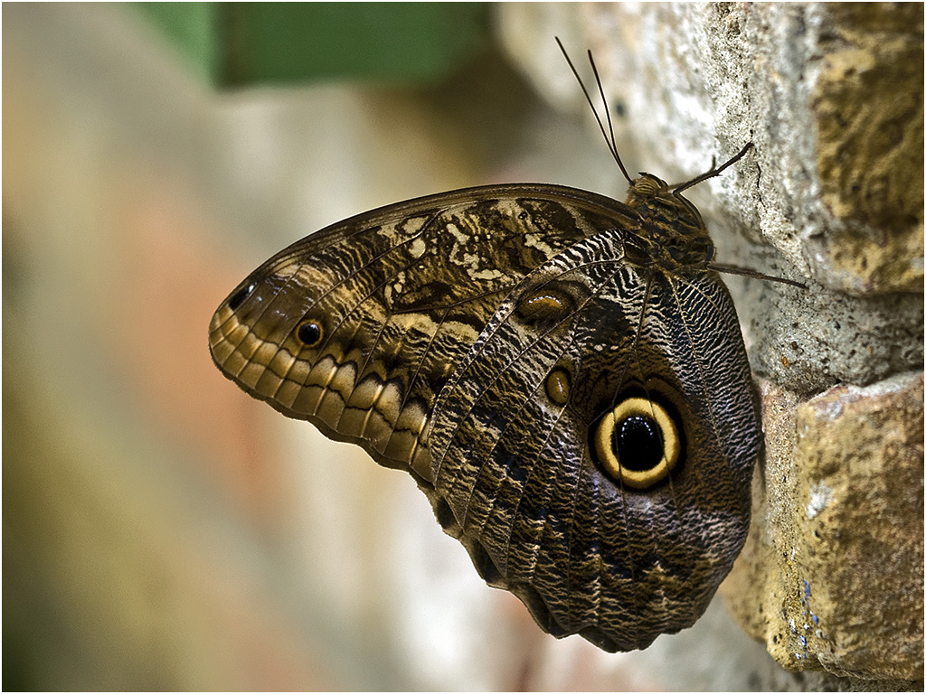 Caligo Vlinder - Orchideeën Hoeve