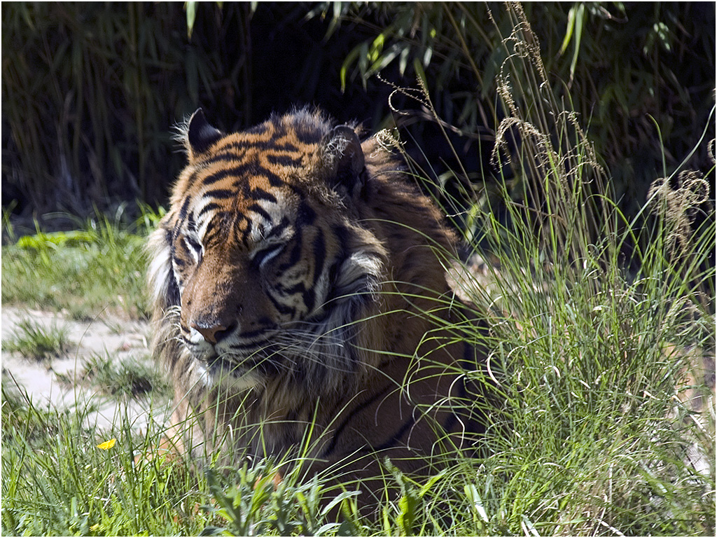 Siberische Tijger - Diergaarde Blijdorp