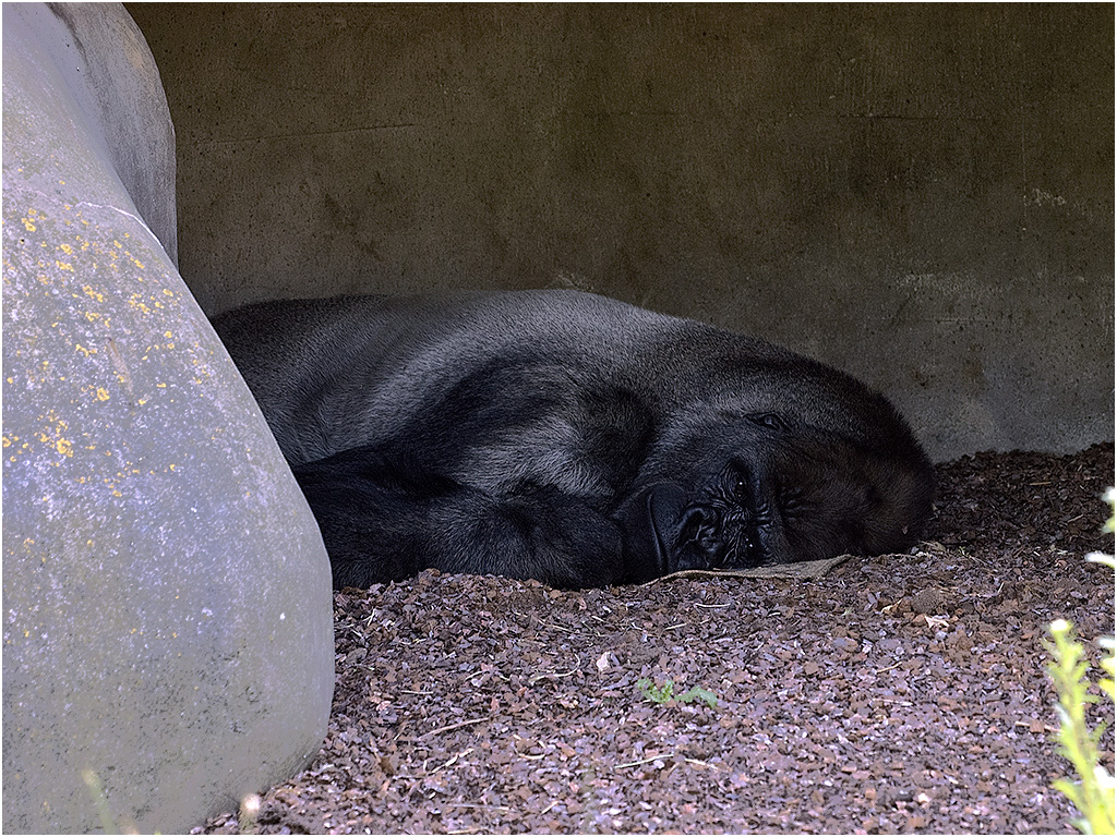 Zilverrug Gorilla - Bokito - Diergaarde Blijdorp