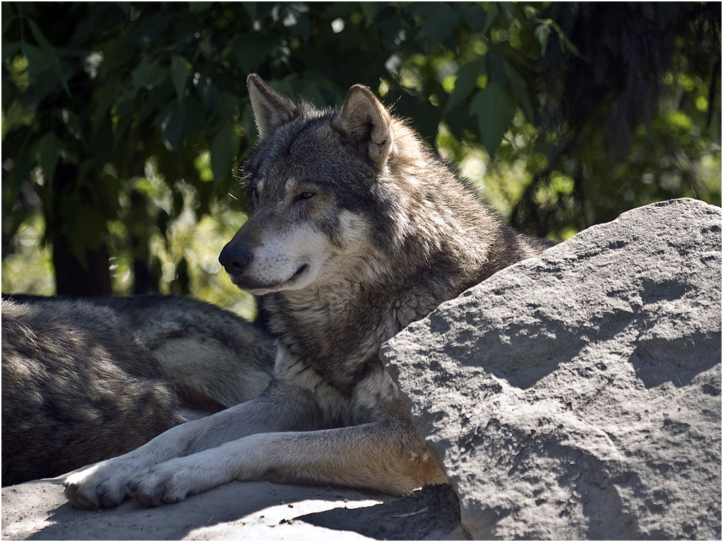 Wolf - Diergaarde Blijdorp