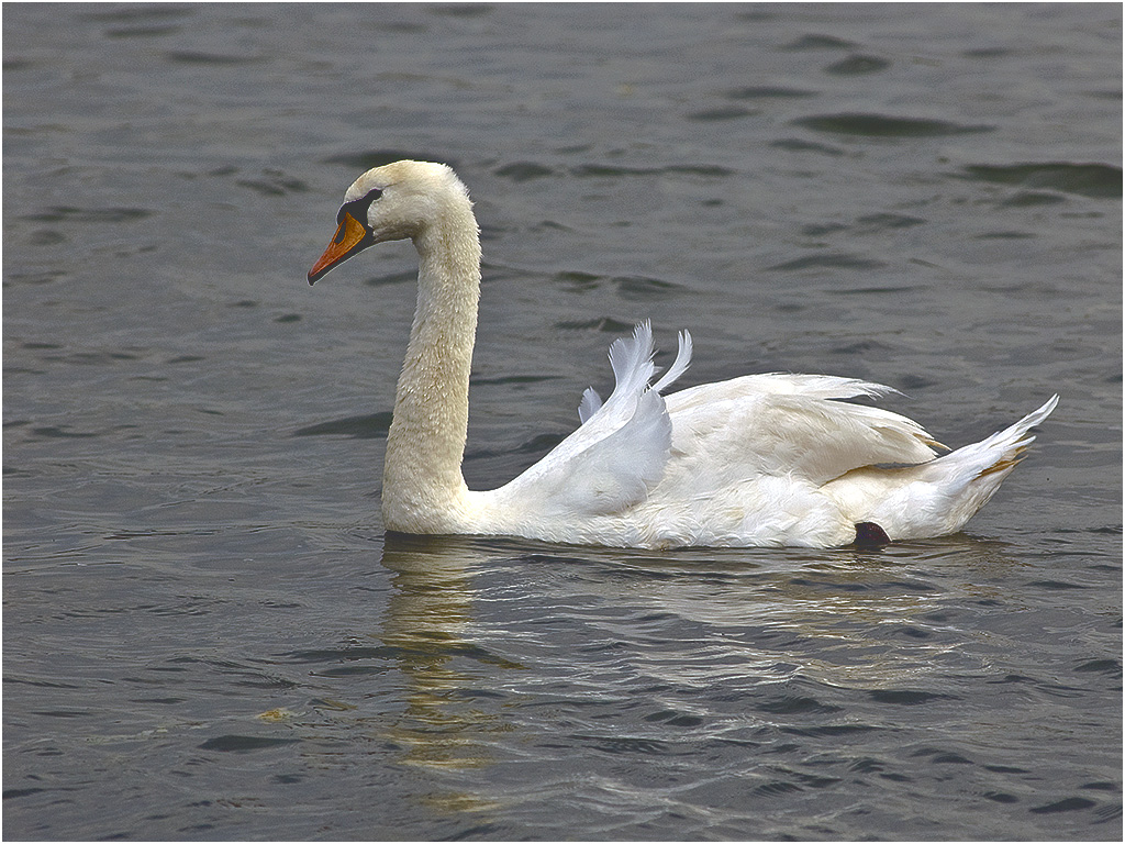 Zwaan in de Nieuwe Waterweg