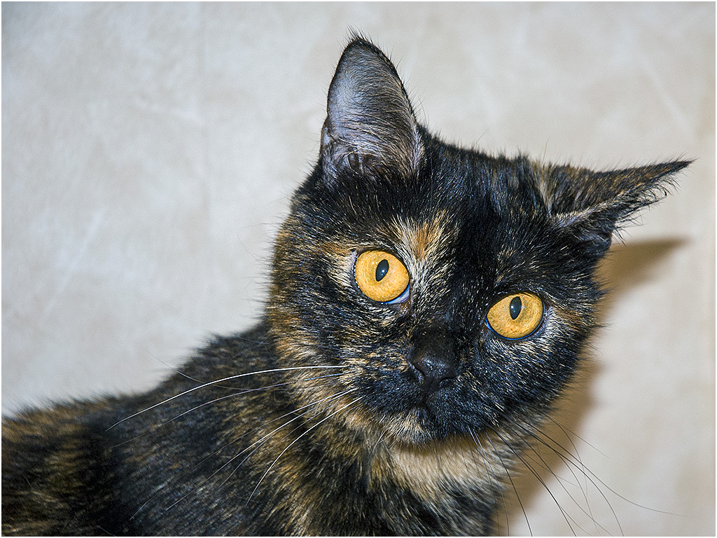 Daisy, ga toch weg met die camera