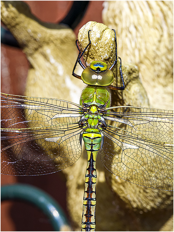 Groene Glazenmaker Libelle