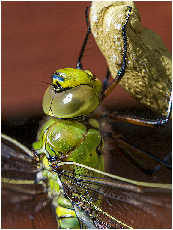 Groene Glazenmaker Libelle