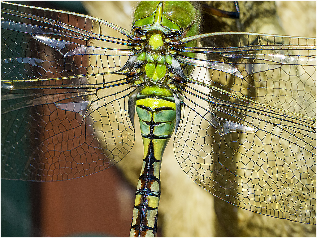 Groene Glazenmaker Libelle