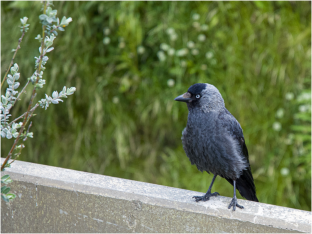 Kauw - Diergaarde Blijdorp