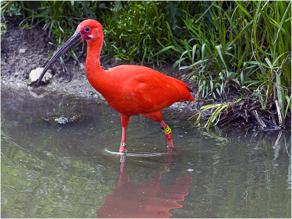 Rode Ibis - Diergaarde Blijdorp