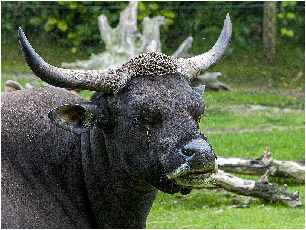 Buffel - Diergaarde Blijdorp