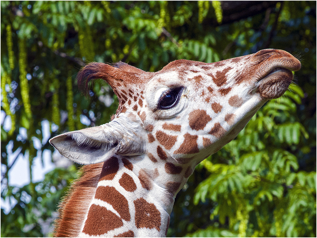 Giraffe - Diergaarde Blijdorp