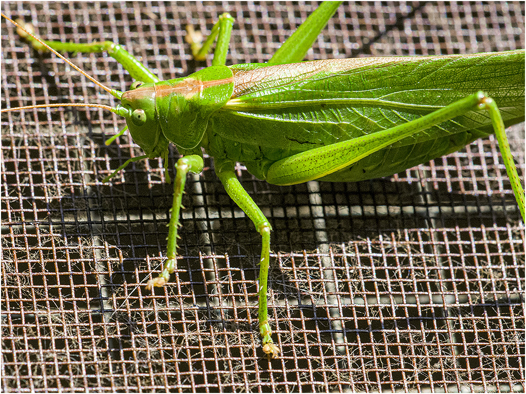 Grote groene sabelsprinkhaan op mijn hordeur
