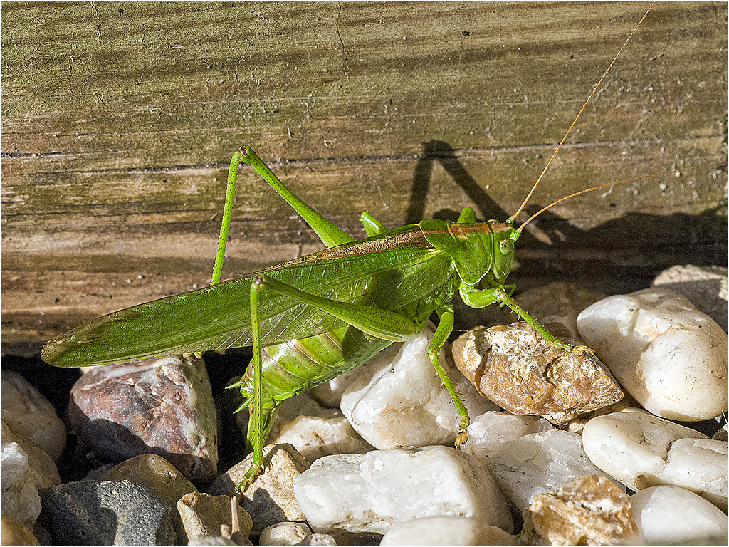 Grote groene sabelsprinkhaan op mijn hordeur