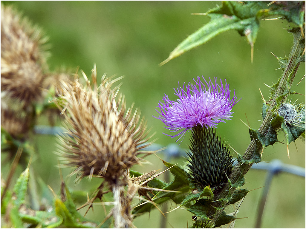 Distel - Rhoonse Grienden