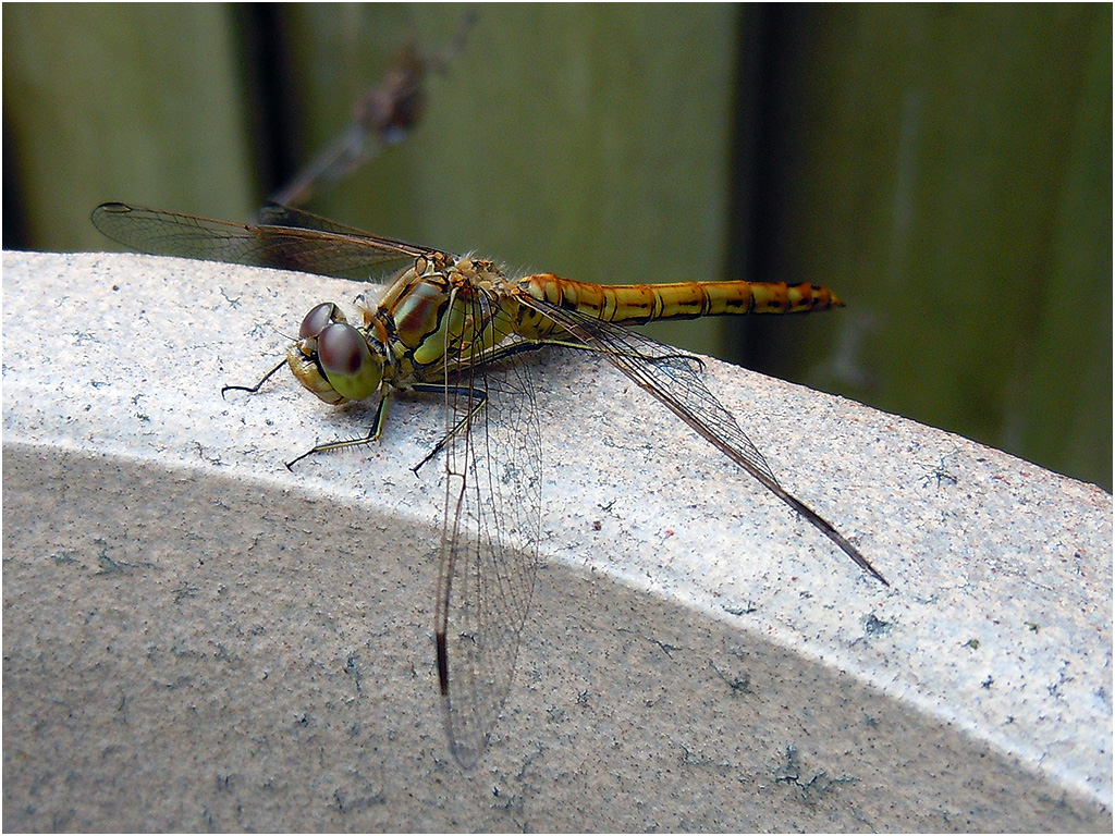Libelle