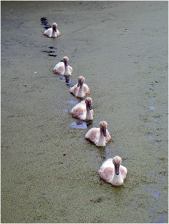 Jonge Zwanen