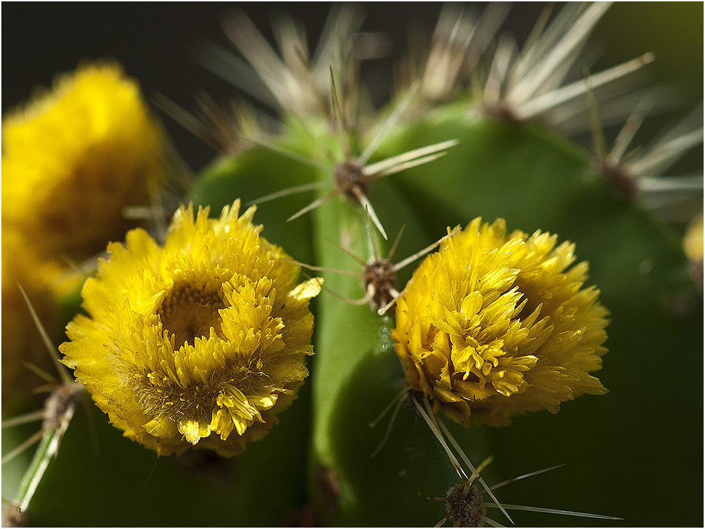 Cactus