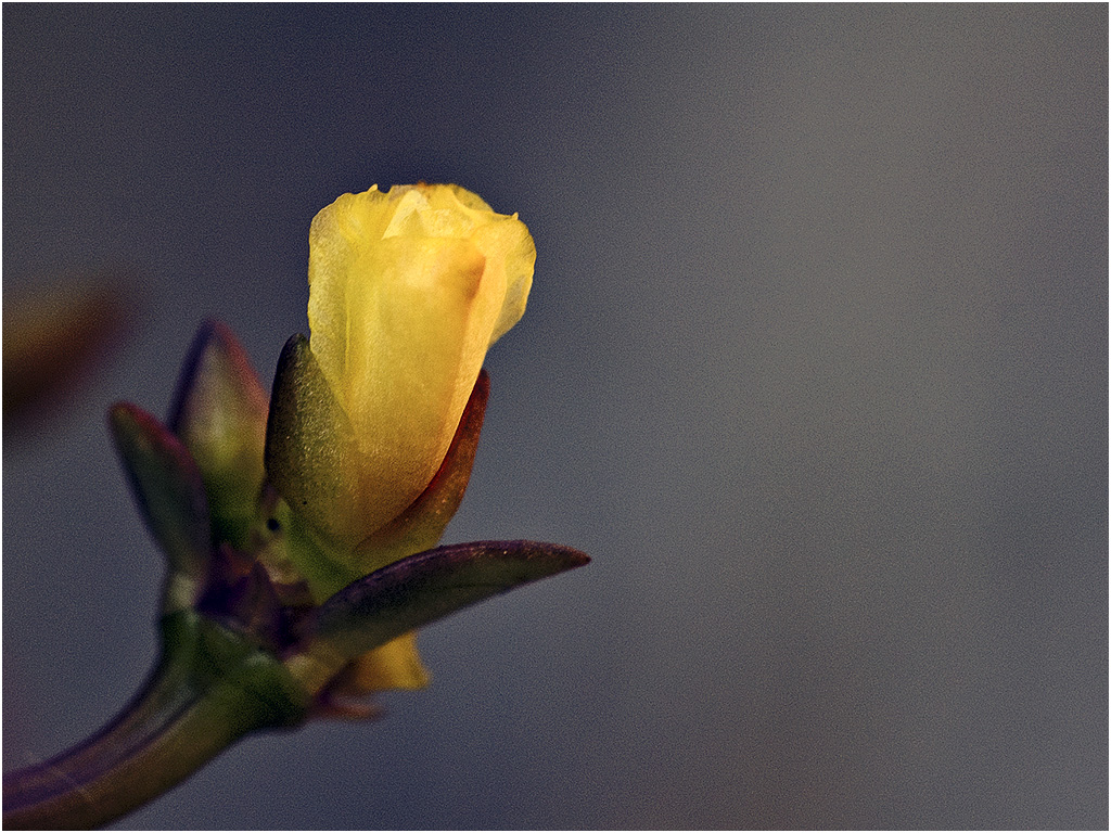 Portulaca Carnaval