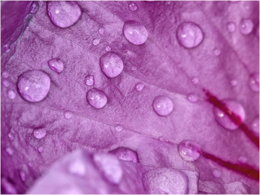 Waterdruppels op Hybiscus