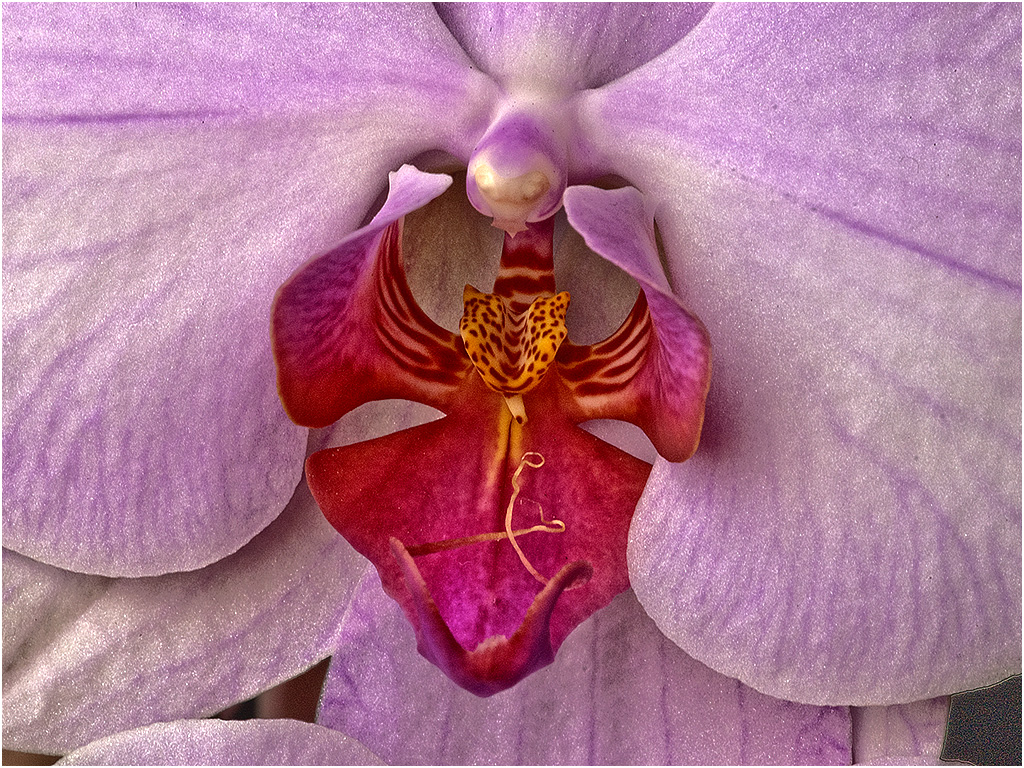 Orchidee
