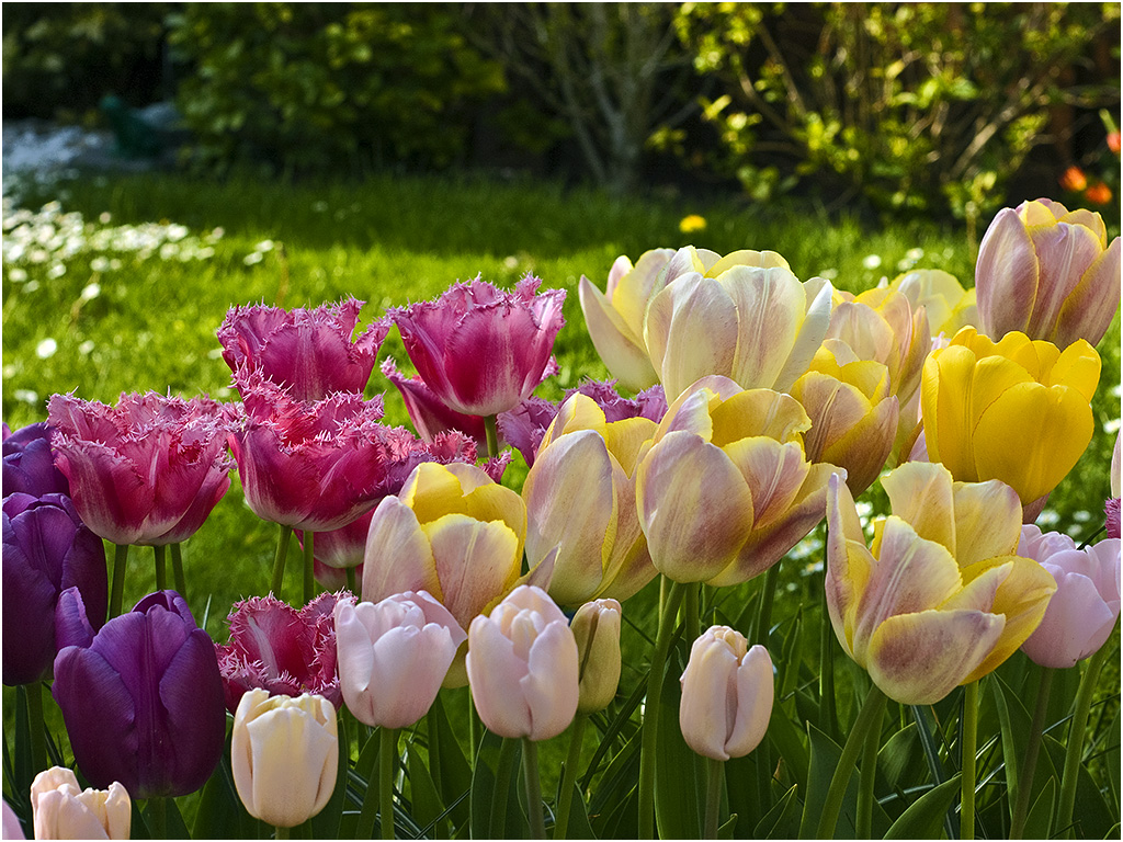 Tulpen