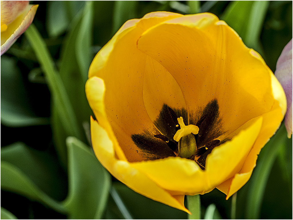 Tulp