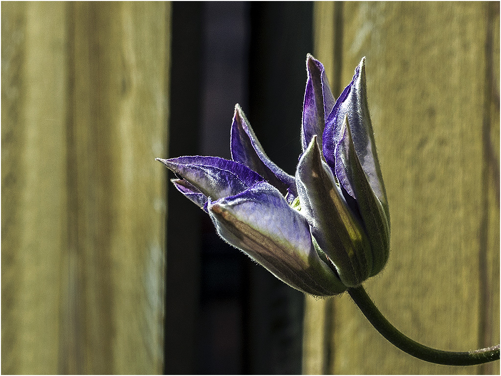 Clematis