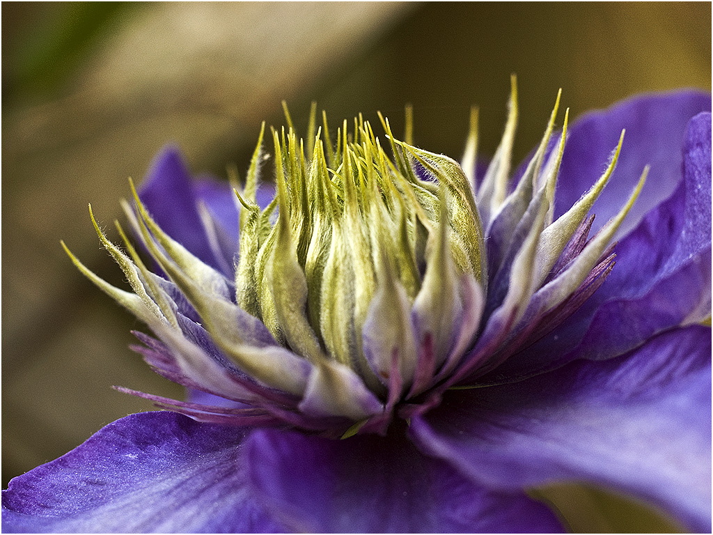 Clematis