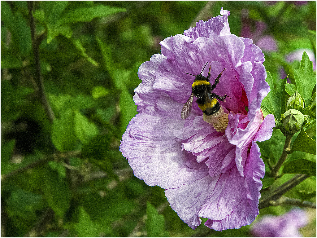 Hommel & Hybiscus