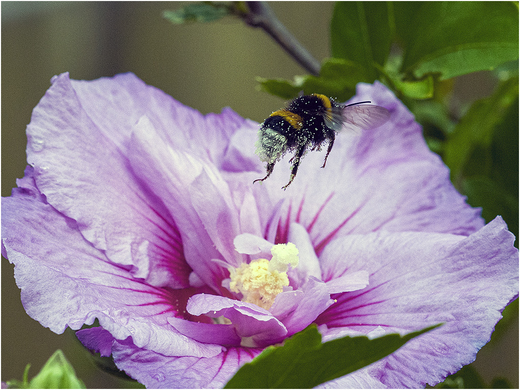 Hommel & Hybiscus