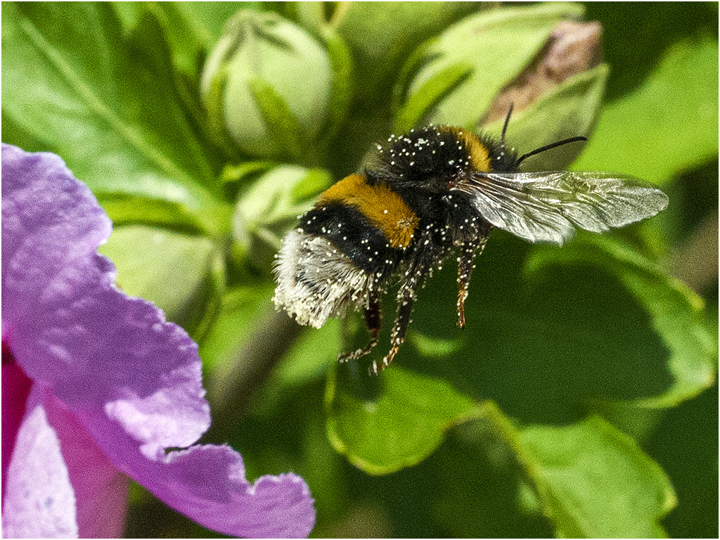 Hommel & Hybiscus