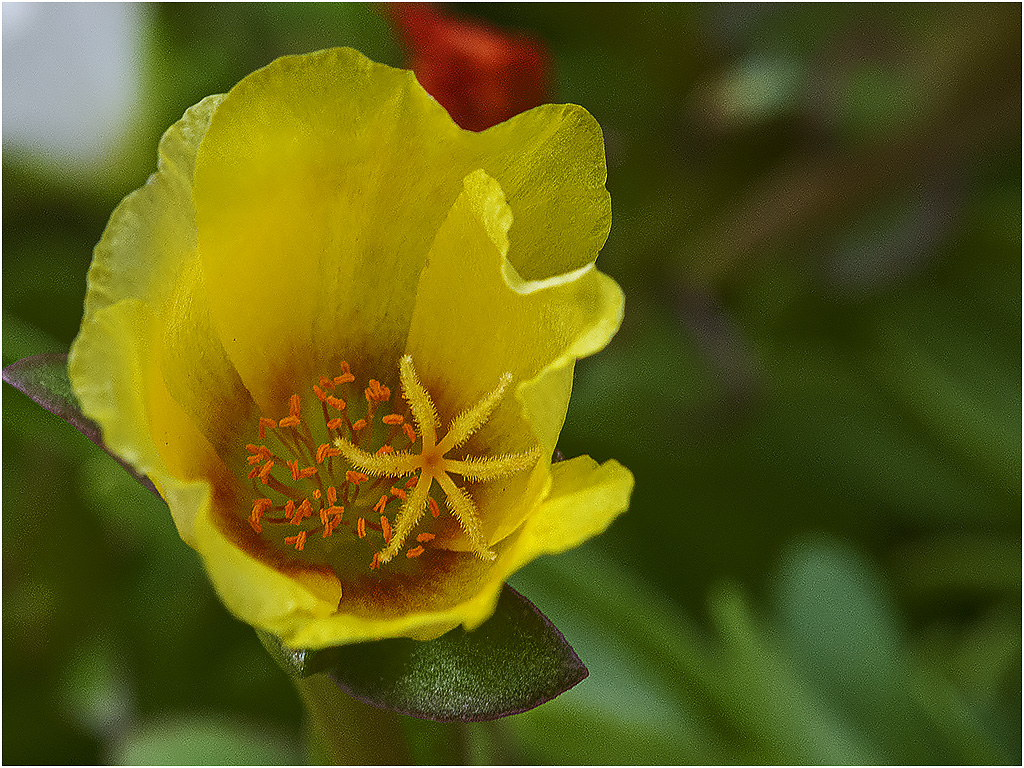 Portulaca Carnaval