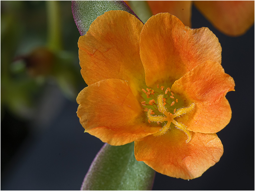 Portulaca Carnaval